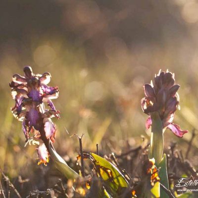 Orchis géant