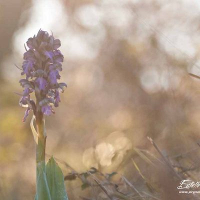 Orchis géant