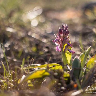 Orchis géant