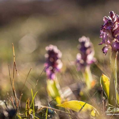 Orchis géant