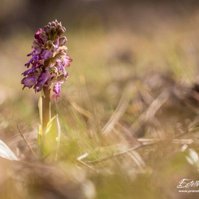 Orchis géant