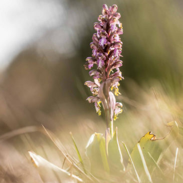 Orchis géant 2017