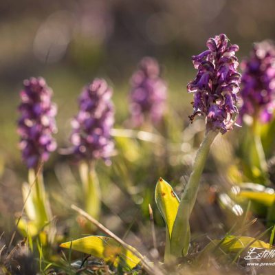 Orchis géant