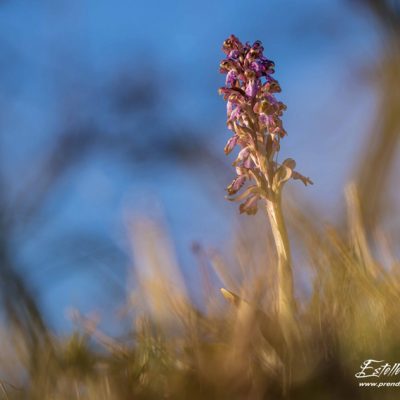 Orchis géant