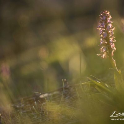 Orchis géant