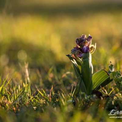 Orchis géant