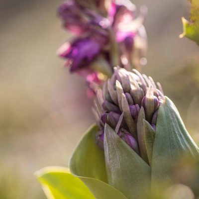 Orchis géant