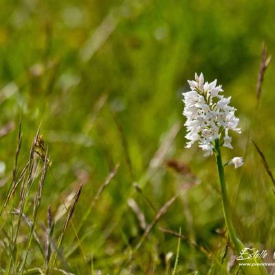 Orchis militaire (Orchis militaris)