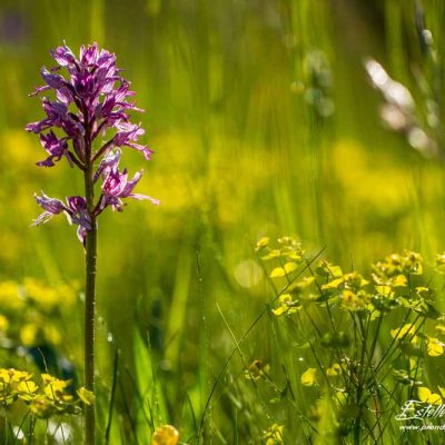 Orchis militaire (Orchis militaris)