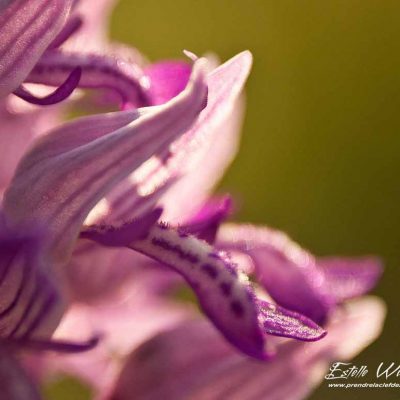 Orchis militaire (Orchis militaris)