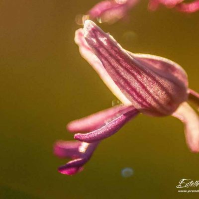 Orchis militaire (Orchis militaris)