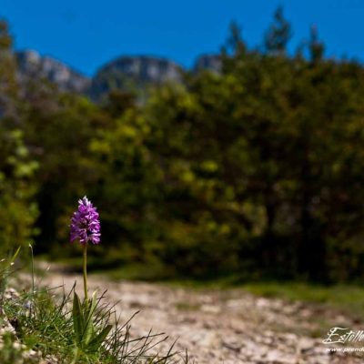 Orchis militaire (Orchis militaris)