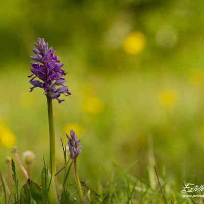 Orchis militaire (Orchis militaris)