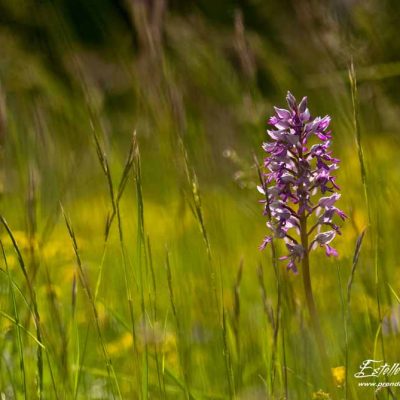 Orchis militaire (Orchis militaris)