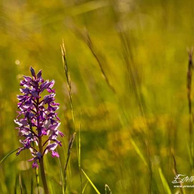 Orchis militaire (Orchis militaris)