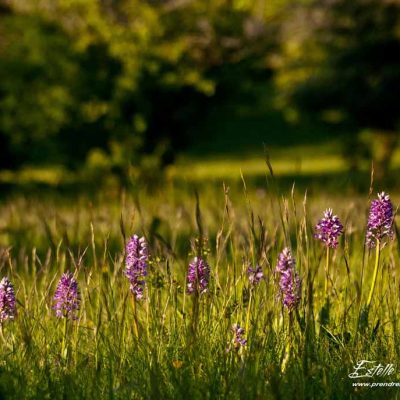 Orchis militaire (Orchis militaris)