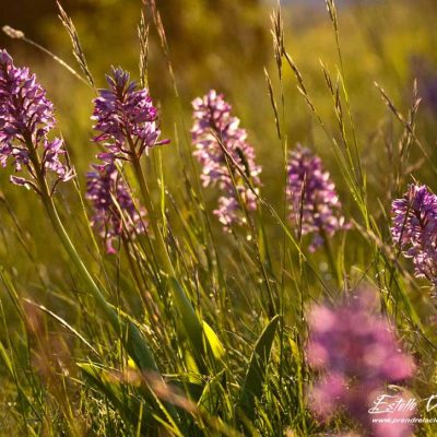 Orchis militaire (Orchis militaris)