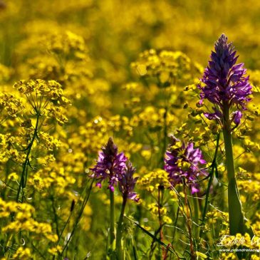 Crussol : le gros de la troupe fleurit en mai ! Partie 2 : Orchis à 3 dents, pourpre, pyramidal et militaire