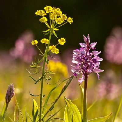 Orchis militaire (Orchis militaris)