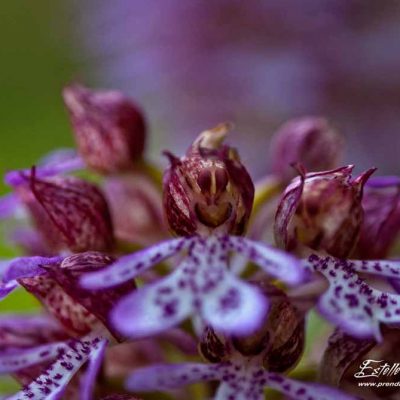 Orchis pourpre (Orchis purpurea)