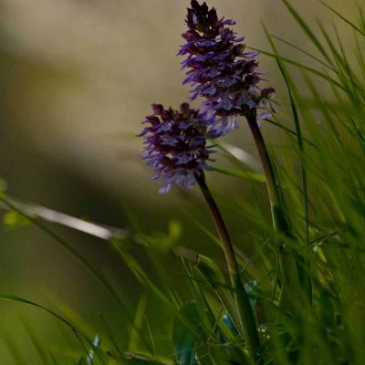 Orchis pourpre (Orchis purpurea)