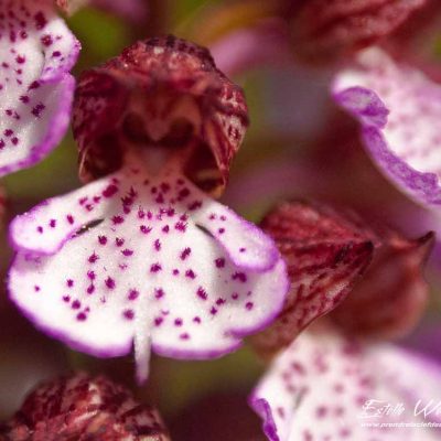 Orchis pourpre (Orchis purpurea)