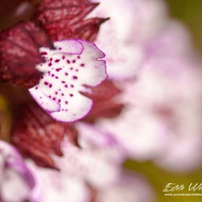 Orchis pourpre (Orchis purpurea)