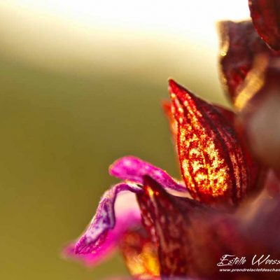 Orchis pourpre (Orchis purpurea)