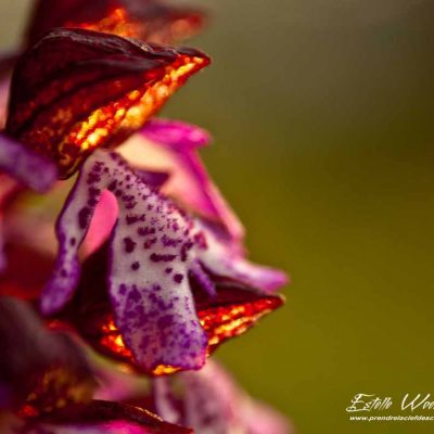 Orchis pourpre (Orchis purpurea)