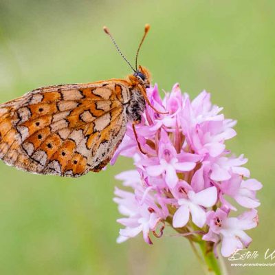 Orchis pyramidal (Anacamptis pyramidalis pyramidalis)