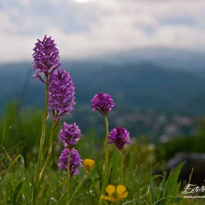 Orchis pyramidal (Anacamptis pyramidalis pyramidalis)