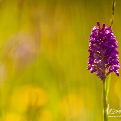 Orchis pyramidal (Anacamptis pyramidalis pyramidalis)