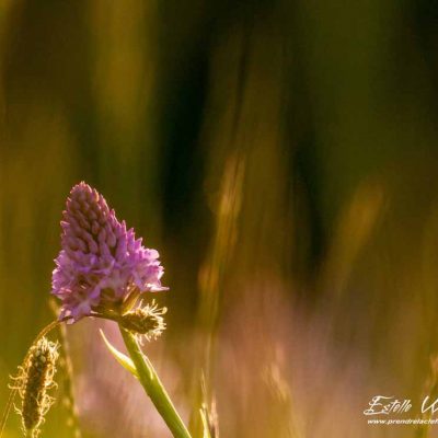 Orchis pyramidal (Anacamptis pyramidalis pyramidalis)