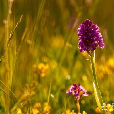 Orchis pyramidal (Anacamptis pyramidalis pyramidalis)