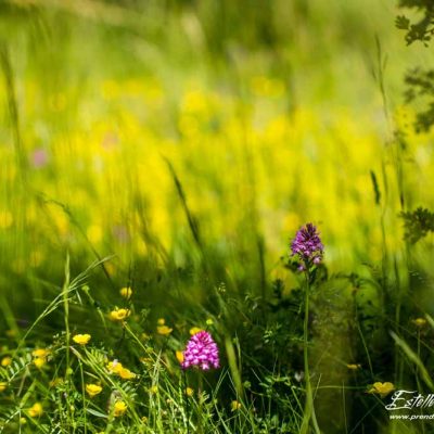 Orchis pyramidal (Anacamptis pyramidalis pyramidalis)