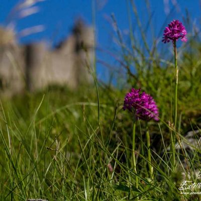 Orchis pyramidal (Anacamptis pyramidalis pyramidalis)