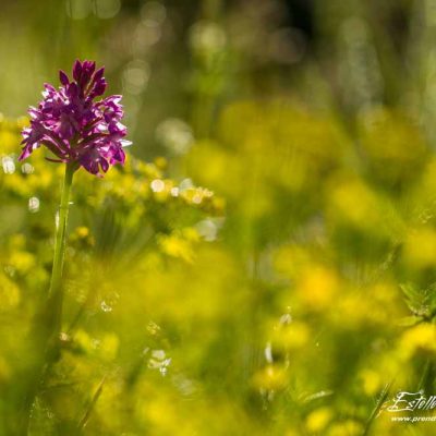 Orchis pyramidal (Anacamptis pyramidalis pyramidalis)