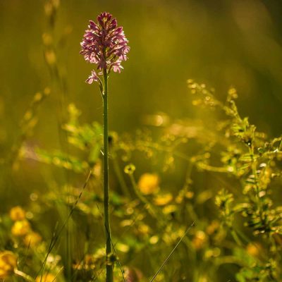 Orchis pyramidal (Anacamptis pyramidalis pyramidalis)