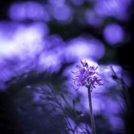 Orchis simia, Orchis singe