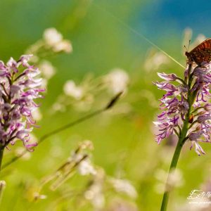 Orchis singe (Orchis simia)