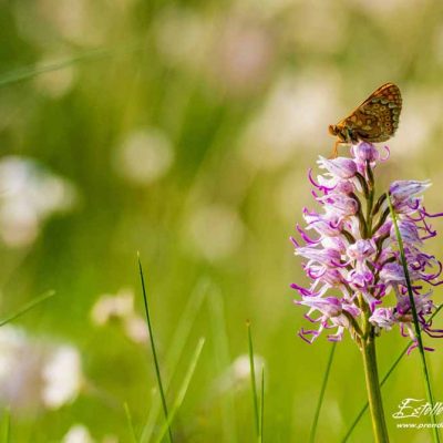 Orchis singe (Orchis simia)