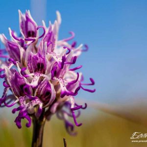 Orchis singe (Orchis simia)