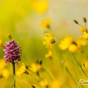 Orchis singe (Orchis simia)