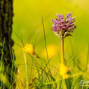 Orchis singe (Orchis simia)