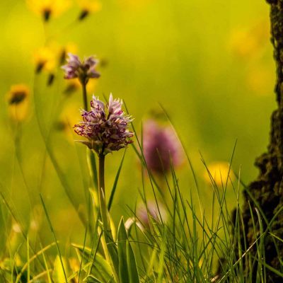 Orchis singe (Orchis simia)