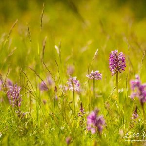 Orchis hybride militaris x simia