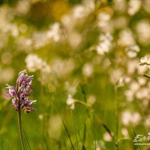 Orchis singe (Orchis simia)