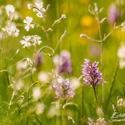 Orchis singe (Orchis simia)