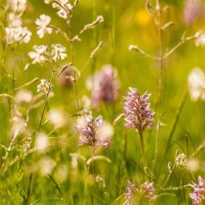 Orchis singe (Orchis simia)