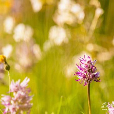 Crussol : le gros de la troupe fleurit en mai! Partie 3 : Ophrys de la Drôme et Orchis singe
